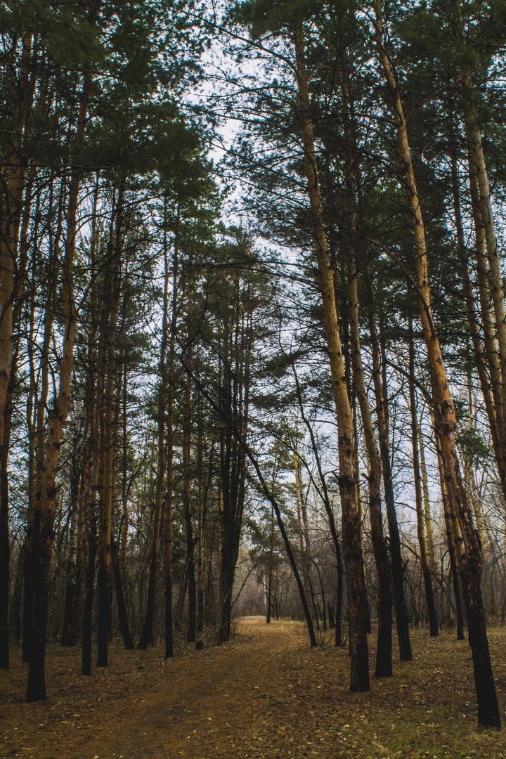 Morning in the forest - My, Canon, Canon 1000d, The photo, Nature, Spring, Forest, Longpost