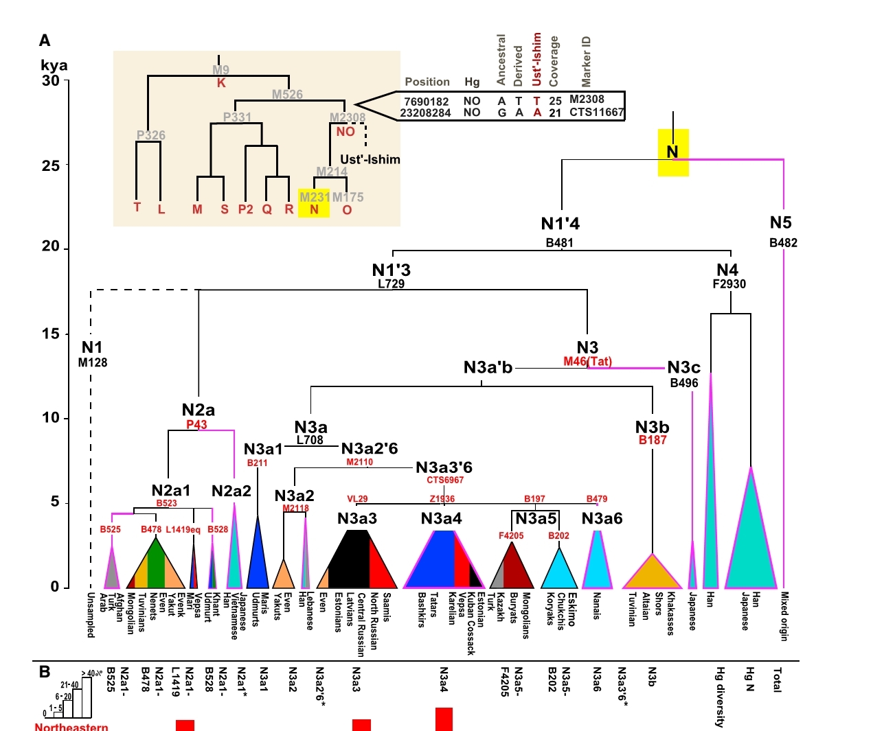 Genetics: Haplogroup N: From Kamchatka to Europe - Haplogroup, Genetics, , Chinese, Estonians, Mari, , Longpost, Chromosomes