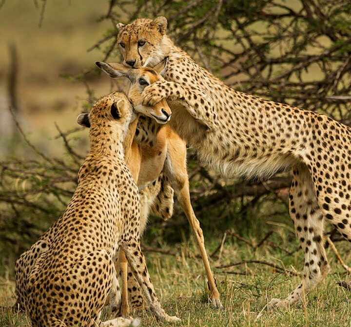 Cheetahs with prey - Animals, Hunting, Mining