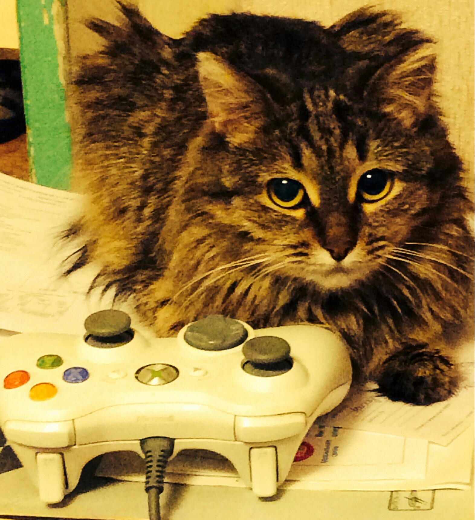 Toffee - Gamer's cat - My, cat, The photo, Gamers