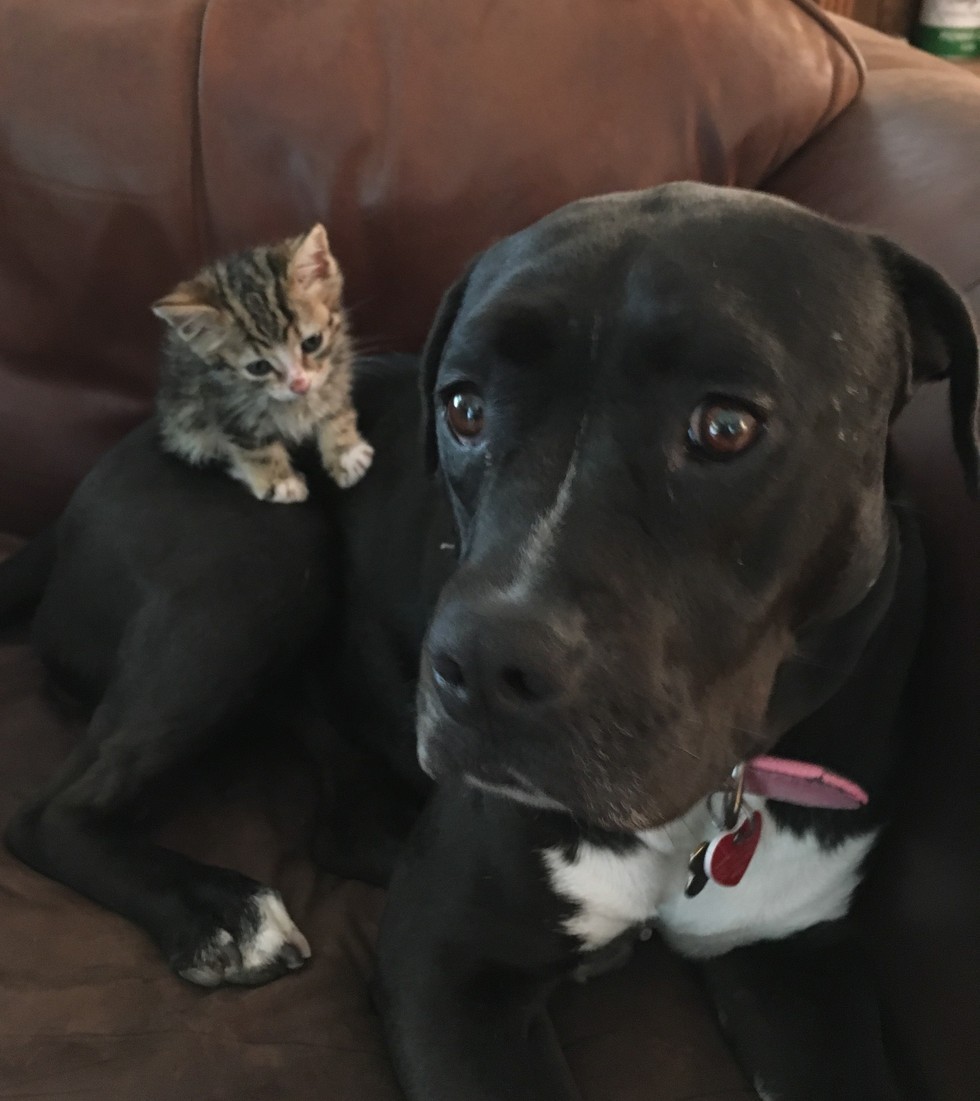 Pitbull Roxy fell in love with a little kitten as her puppy =) - cat, Dog, Pitbull, Longpost