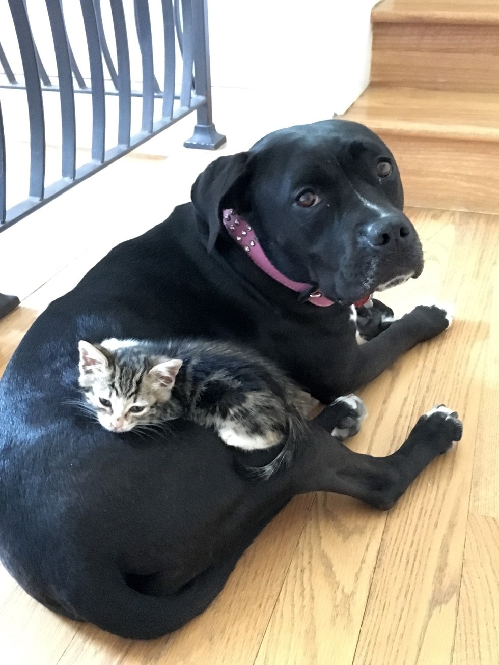 Pitbull Roxy fell in love with a little kitten as her puppy =) - cat, Dog, Pitbull, Longpost