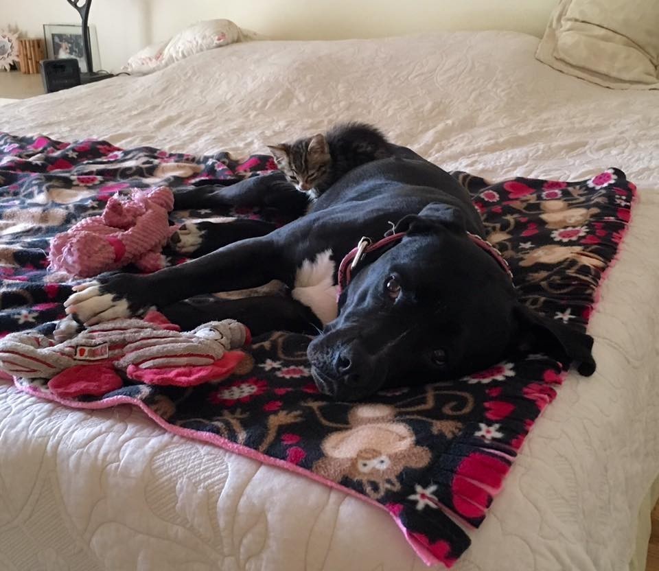 Pitbull Roxy fell in love with a little kitten as her puppy =) - cat, Dog, Pitbull, Longpost