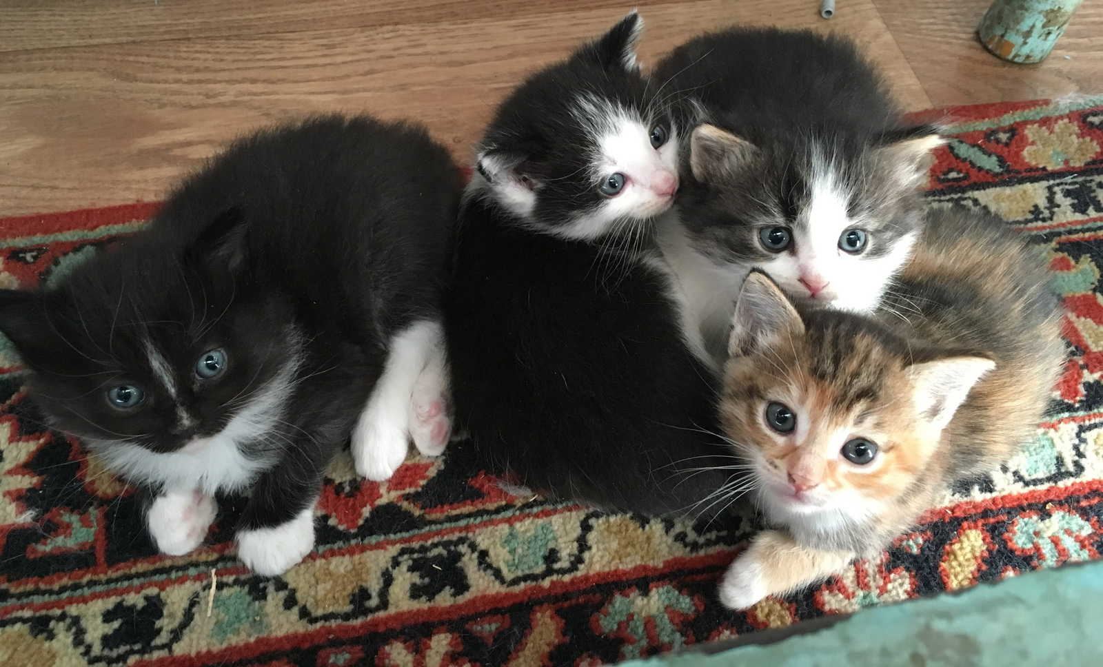 Котятки с доставкой | Пикабу