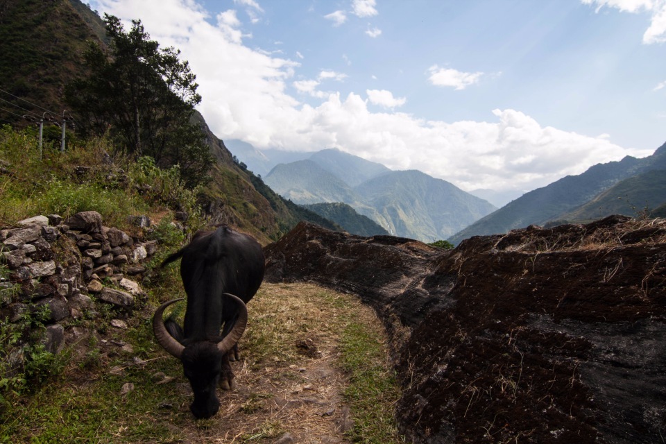 Alone around the dream. Day 11 - Travels, Hike, The mountains, Nepal, Longpost