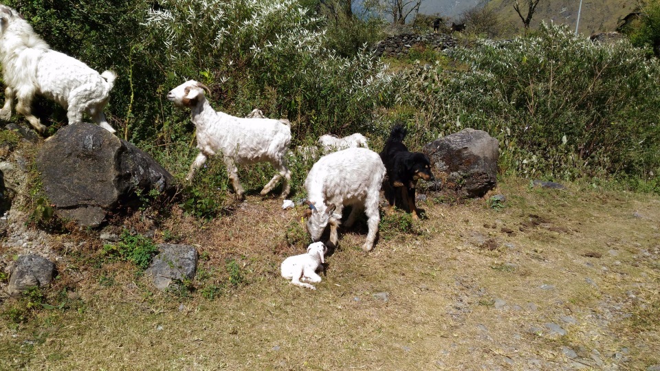 Alone around the dream. Day 11 - Travels, Hike, The mountains, Nepal, Longpost