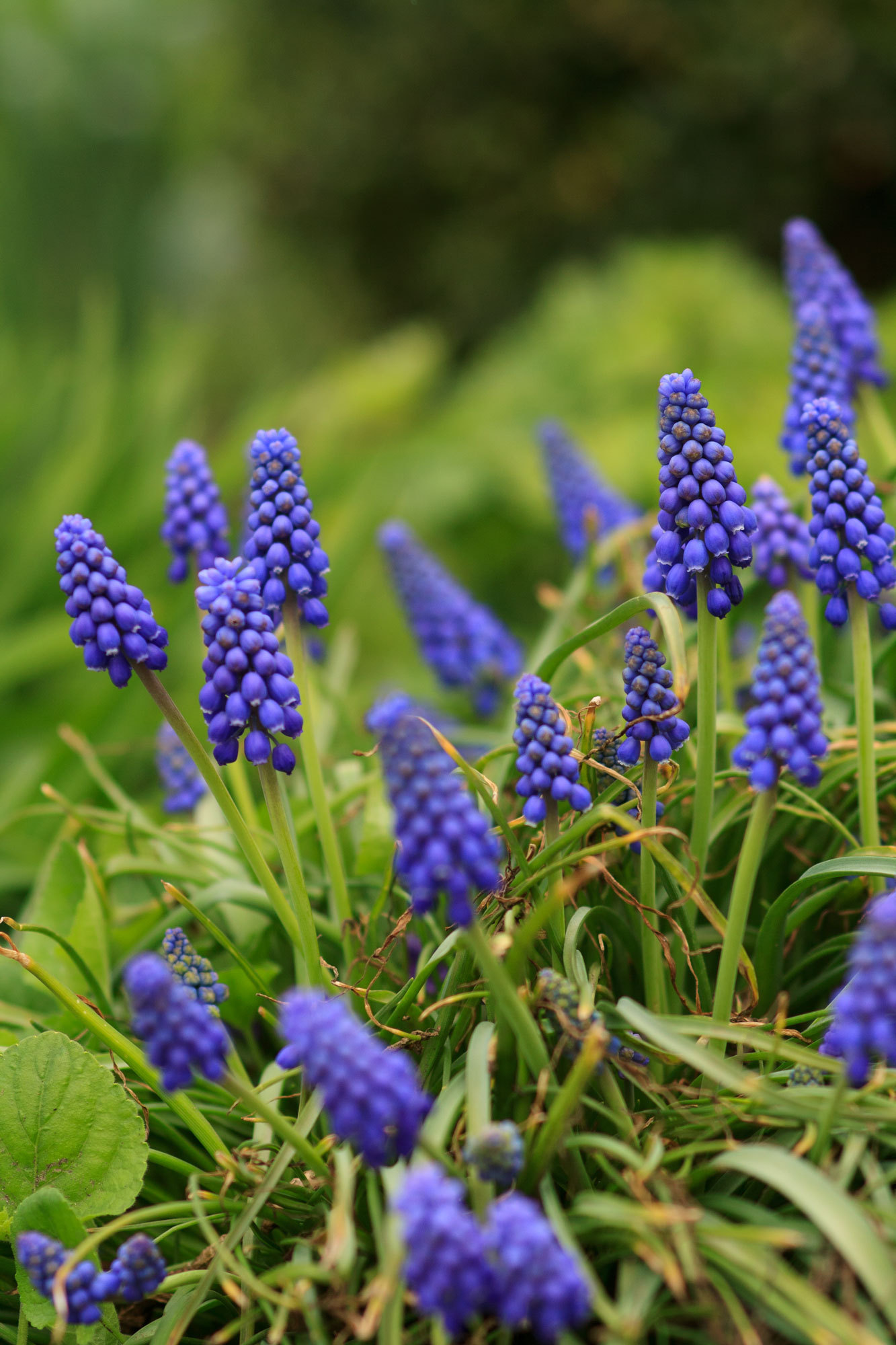 Some spring flowers - My, My, The photo, Flowers, Spring, Garden, Canon 1000d, Longpost