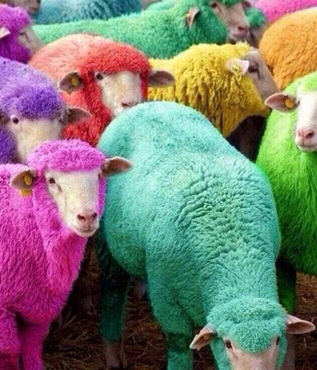 When the farmer forgot to buy Easter eggs. - Sheeps, Multicolor, Farm