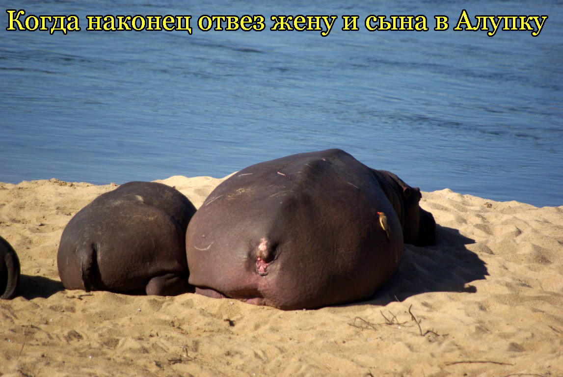 Summer - Summer, Beach, hippopotamus, Family