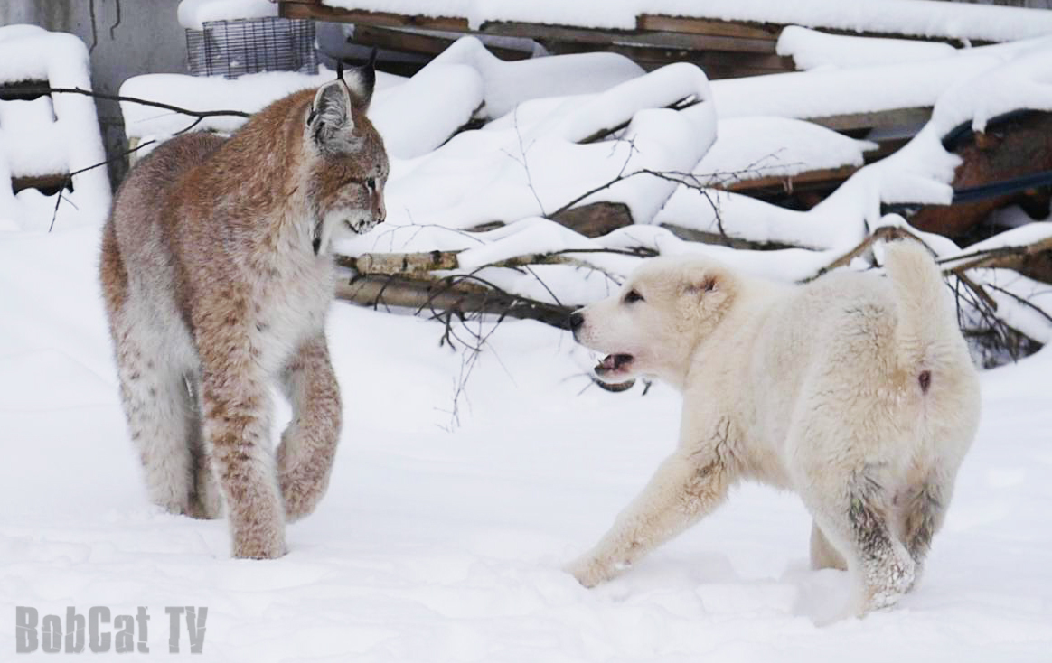 First joint walk of SAO puppy and lynx :) - My, Lynx, Puppies, Dog, Katyavaleeva, Video