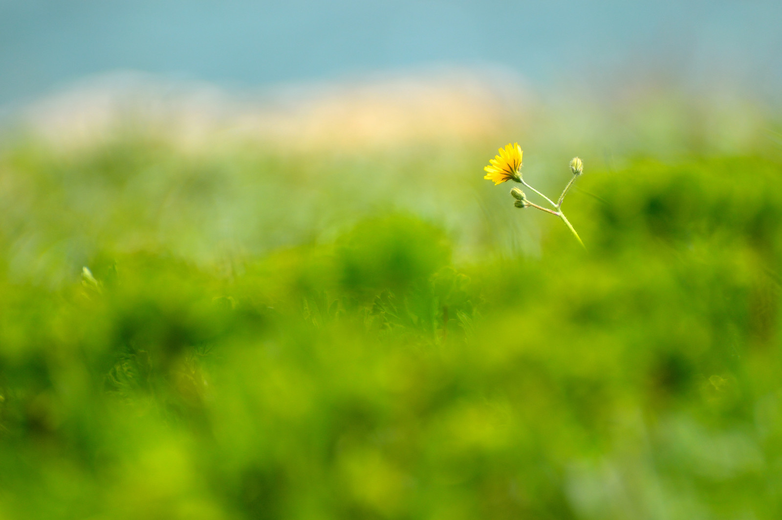 Skerda - My, Skerda, Flowers, Loneliness, The photo, My