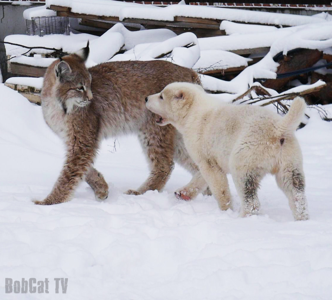 Looped dog and lynx :) - My, Lynx, Dog, Katyavaleeva