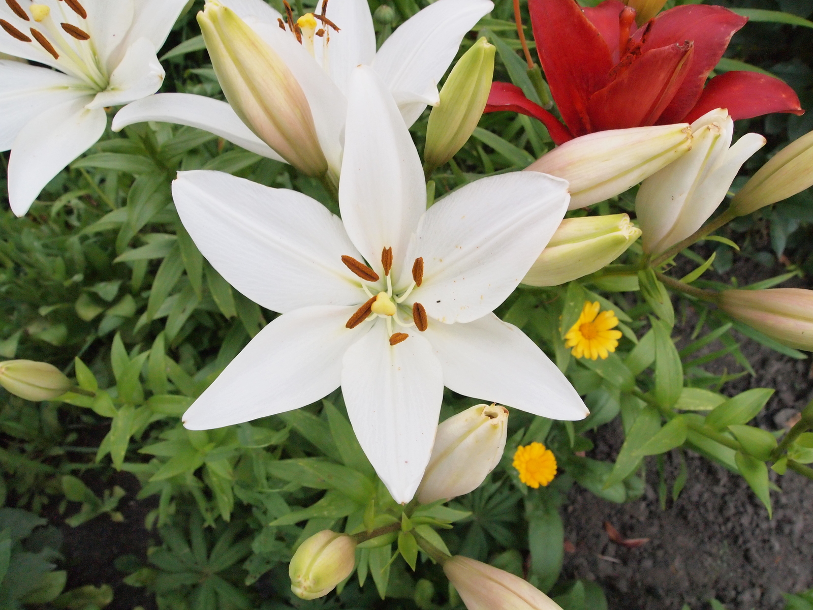 Lilies - My, The photo, Flowers, Lily, Red, White, Longpost