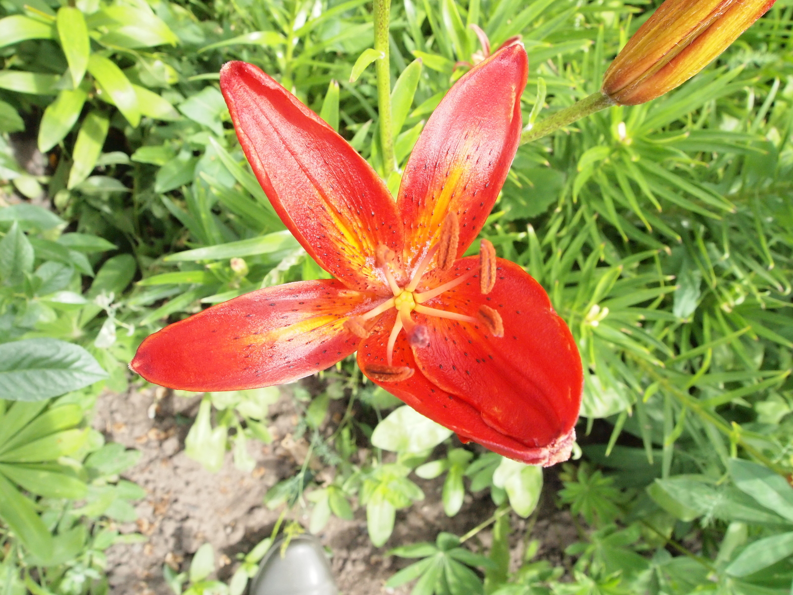 Lilies - My, The photo, Flowers, Lily, Red, White, Longpost