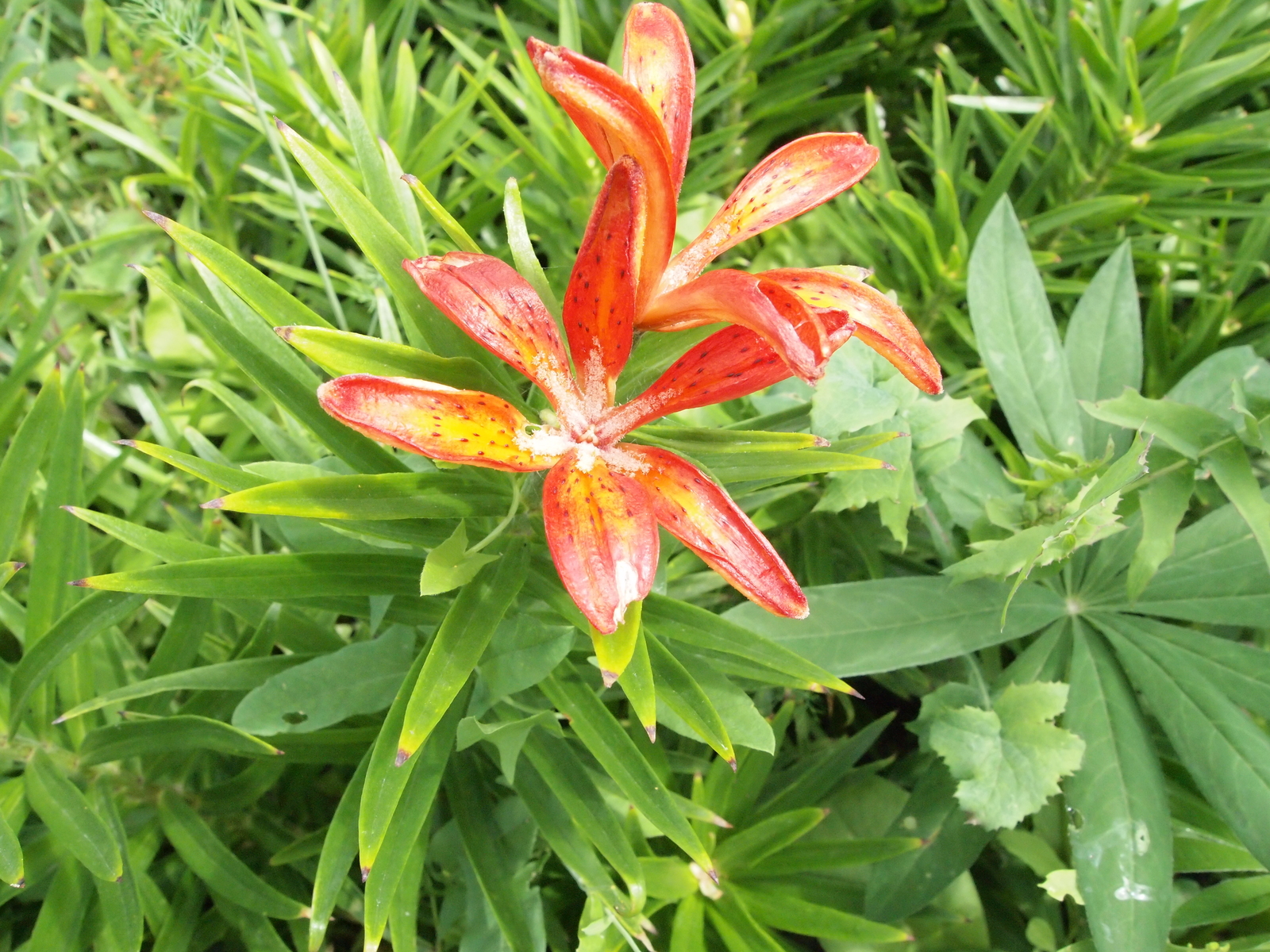 Lilies - My, The photo, Flowers, Lily, Red, White, Longpost