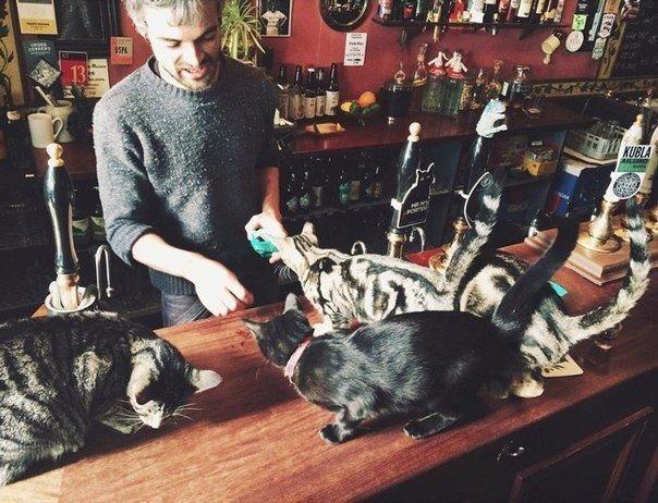 This British pub is a beer and cat lovers paradise - Interesting, A pub, , Longpost, cat