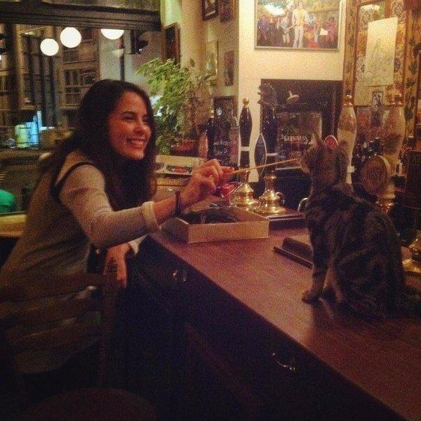 This British pub is a beer and cat lovers paradise - Interesting, A pub, , Longpost, cat