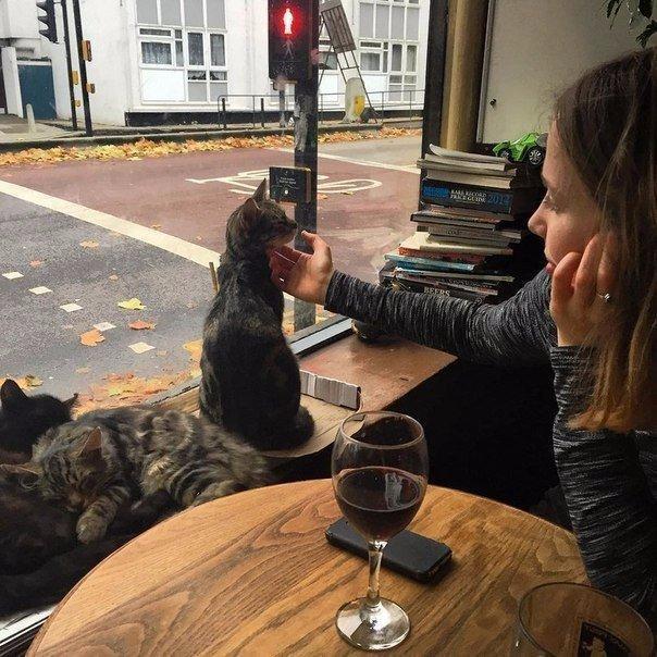 This British pub is a beer and cat lovers paradise - Interesting, A pub, , Longpost, cat