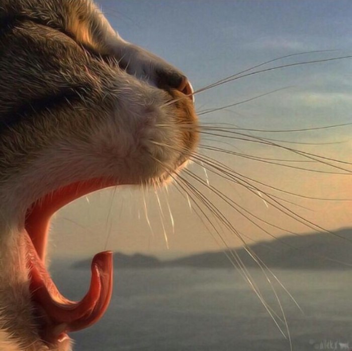 You know what to do (°°) - cat, Fingers, Yawn, Morning