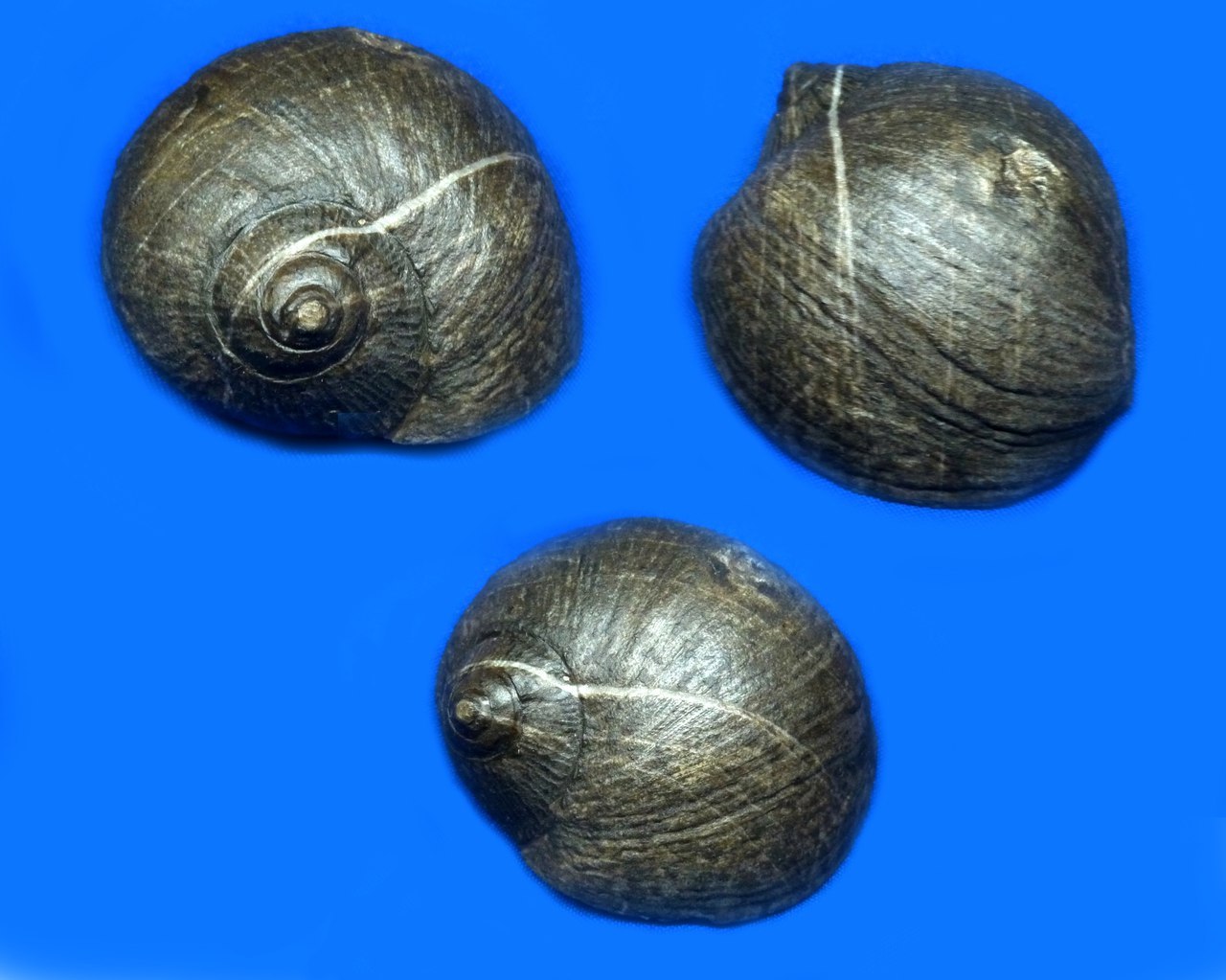 Fossilized sea snail Natica (lat. Natica) - Paleontology, Fossils, Seashells, Video, Longpost