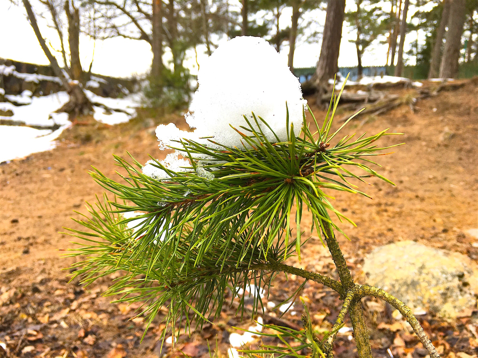 April spring in St. Petersburg - My, Saint Petersburg, The Gulf of Finland, April, Spring, Snow