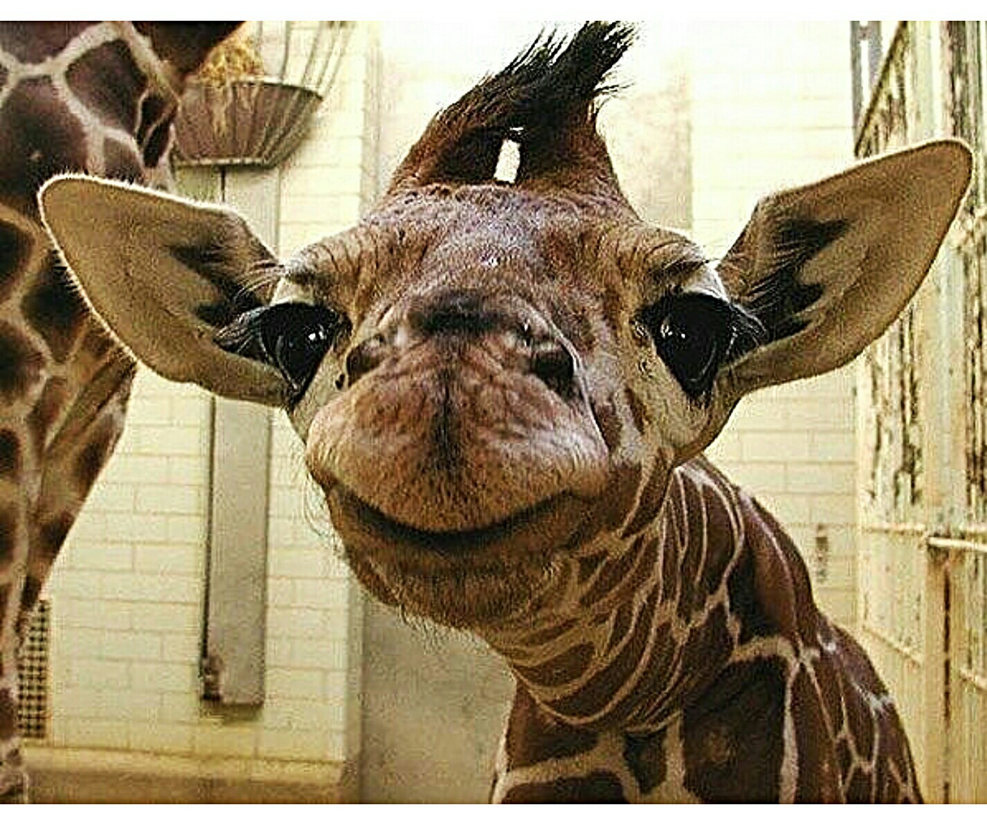 curious giraffe - Giraffe, , Animals