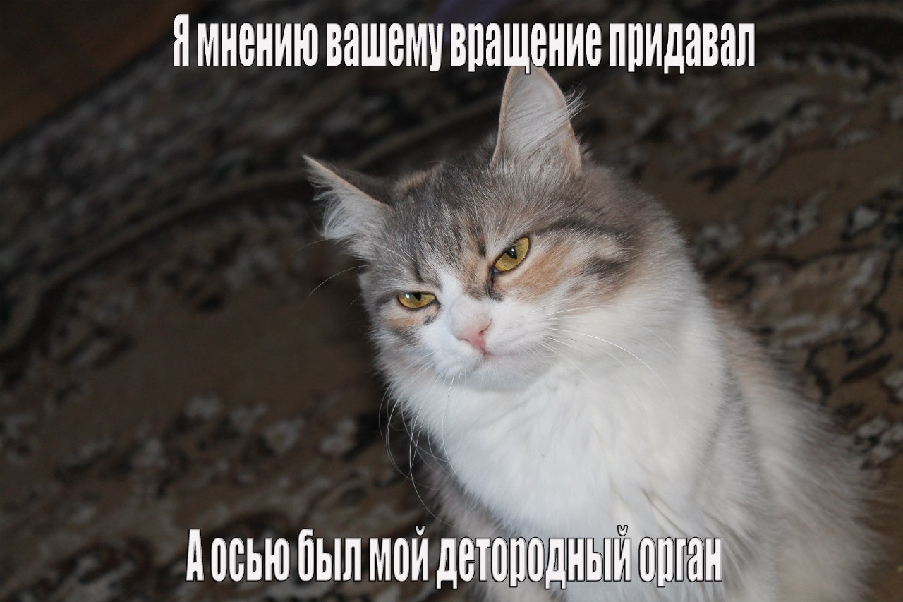 Acquaintance of Marusya and catomafia - My, cat, Catomafia, Text, My, Pet, Animals, Longpost, Pets