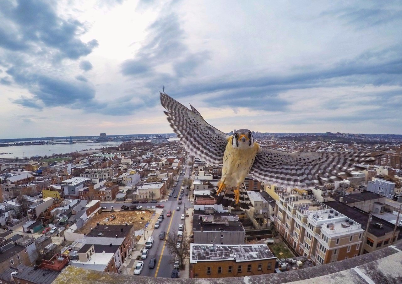 Photographed the city, and some bird ruined the photo - The photo, Humor