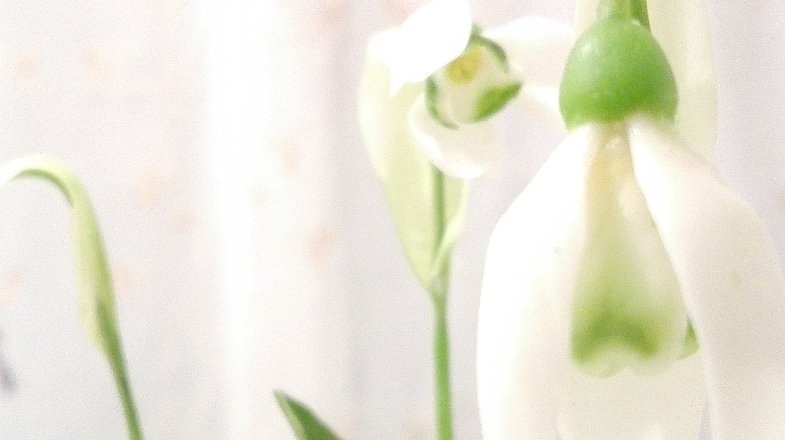 spring post) - My, Snowdrops, Cold porcelain, Handmade, Spring, Longpost, Snowdrops flowers