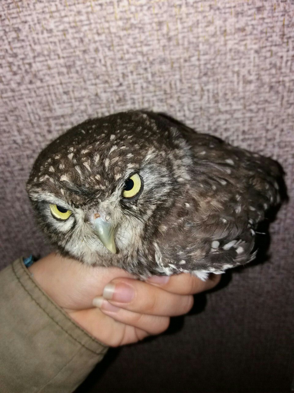 And again about the house owl Kick-Ass. - My, Owl, Owl, Helping animals, Help, Veterinary, Kick-ass, Longpost