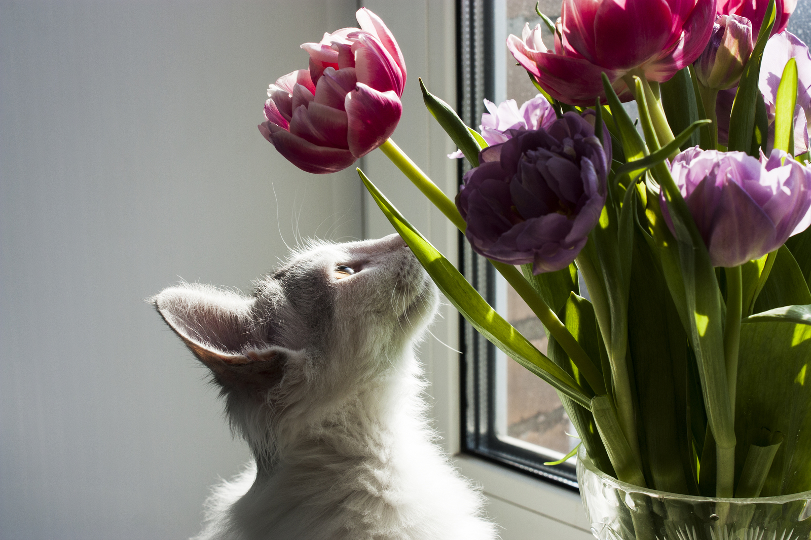 I call on the forces of Pikabu. - My, Cake, Help, Moscow, Black, Norwegian Forest Cat, cat, Longpost