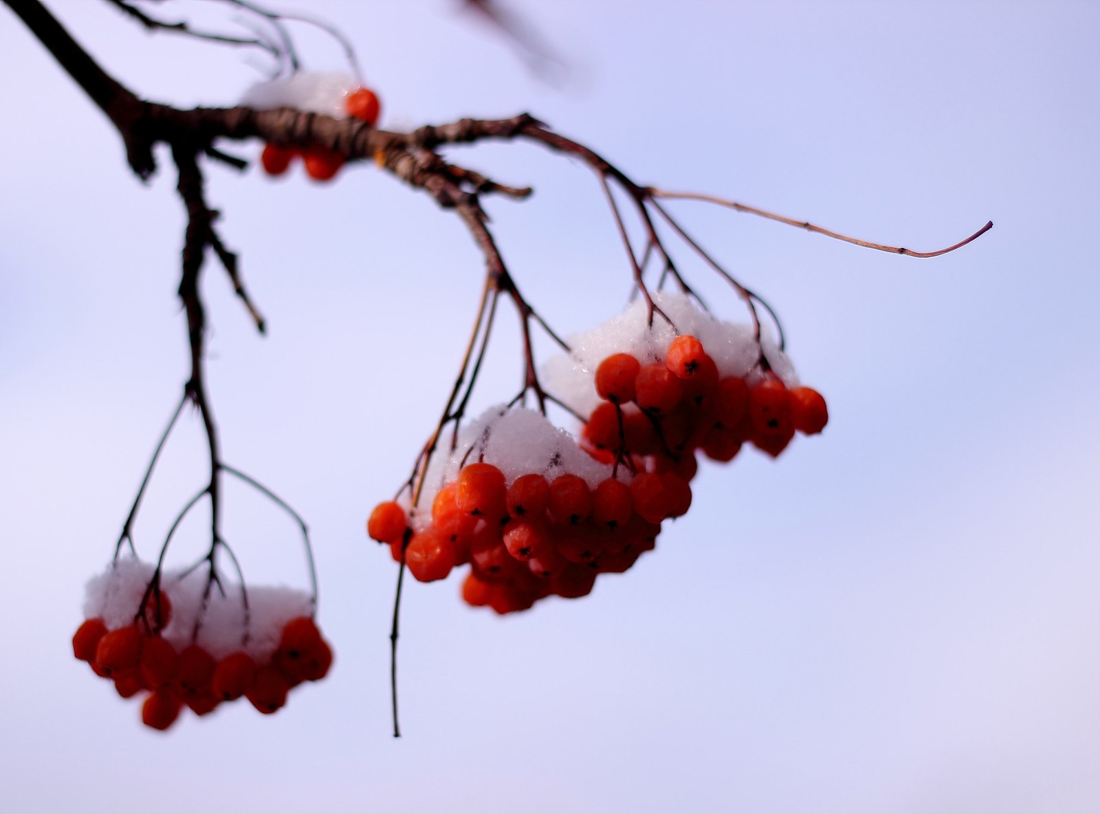 Rowan - My, The photo, Nature, Tyva Republic