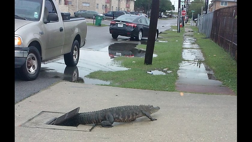 An alligator crawled out of the sewer at the elementary school. - Alligator, Sewerage, USA, Louisiana, Incident, Video, Longpost