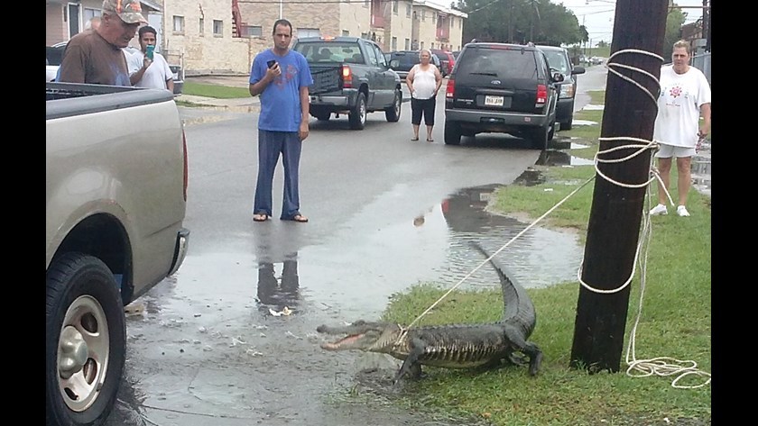 An alligator crawled out of the sewer at the elementary school. - Alligator, Sewerage, USA, Louisiana, Incident, Video, Longpost