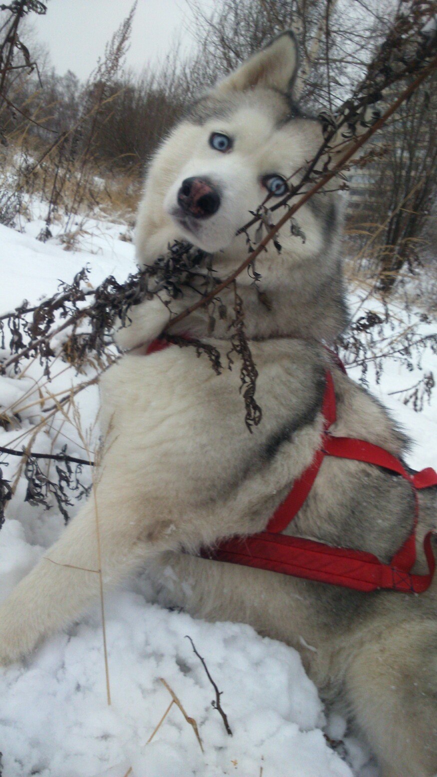 Search and rescue of Bella Chao or just Squirrels - My, Longpost, Story, Dog