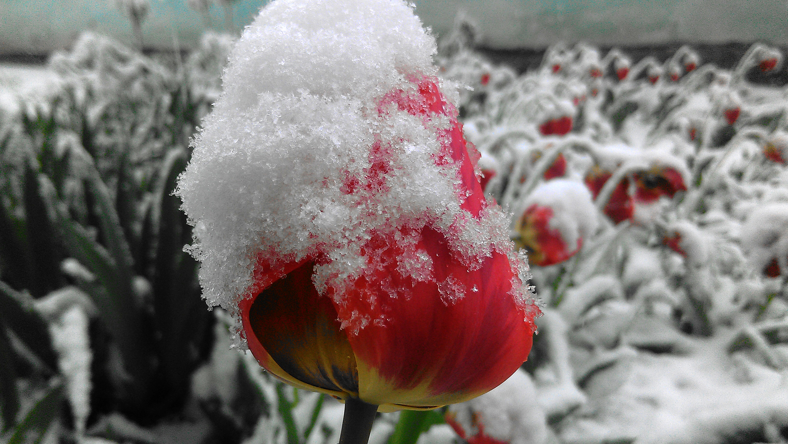 The climate of Transnistria is temperate continental - My, Snow, Transnistria, Climate, Catastrophe, Spring, Flowers, PMR, Snowdrift, Longpost