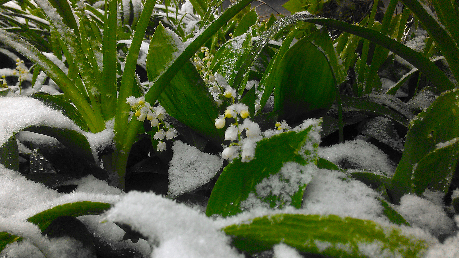 The climate of Transnistria is temperate continental - My, Snow, Transnistria, Climate, Catastrophe, Spring, Flowers, PMR, Snowdrift, Longpost