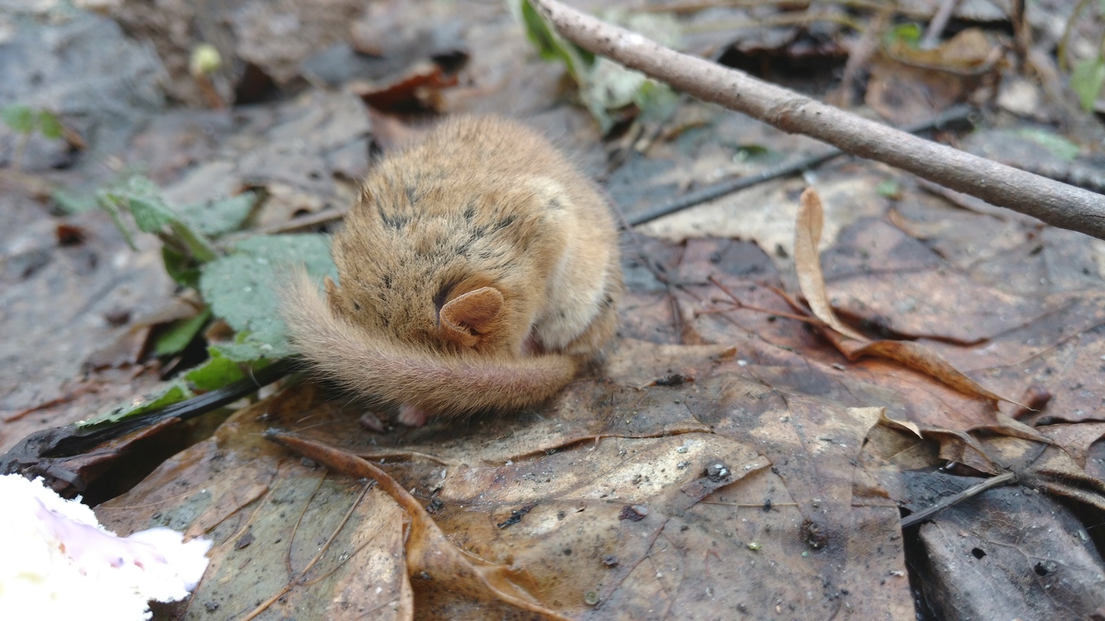 red mouse - My, Animals, Milota, Longpost