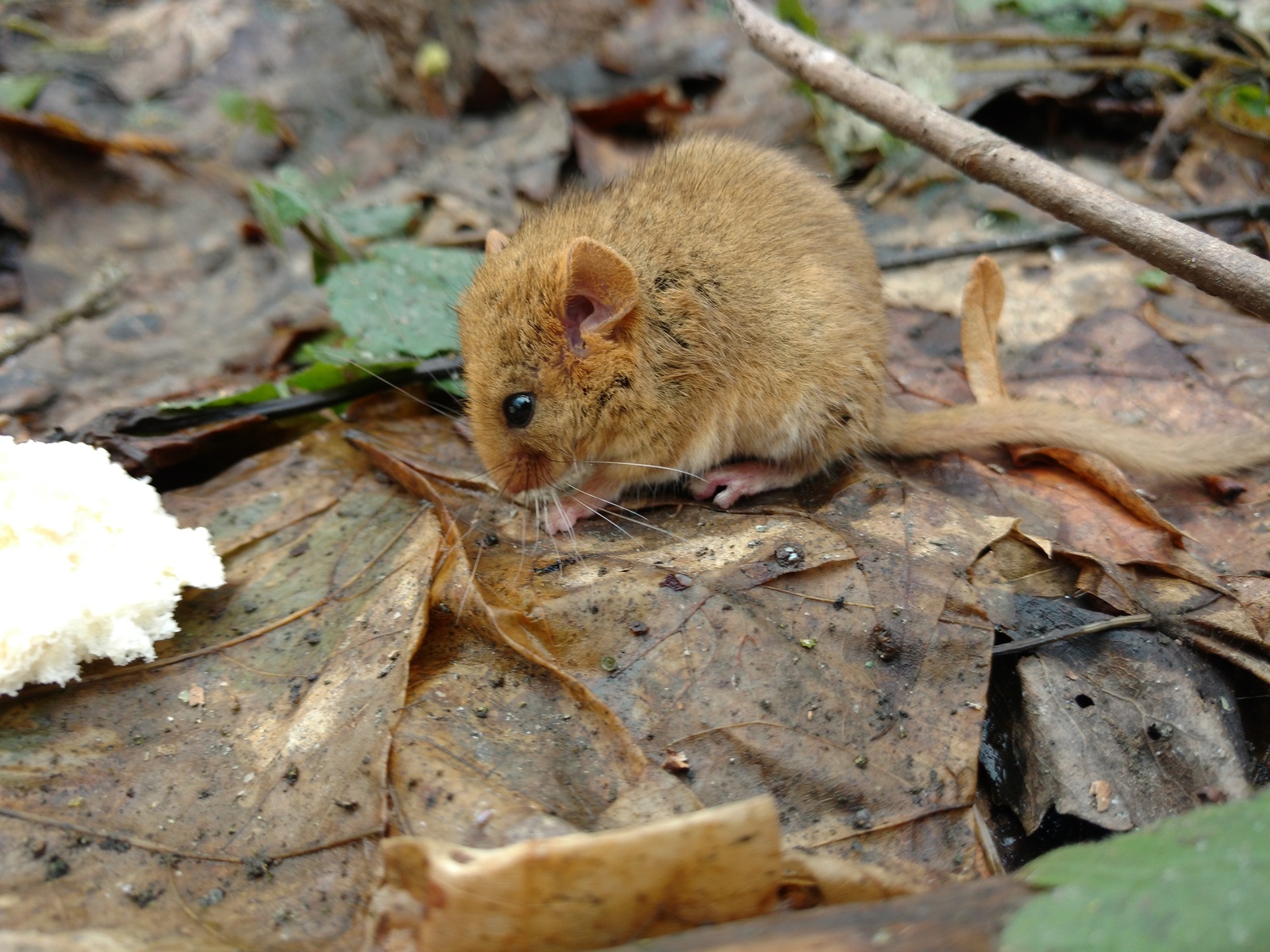 red mouse - My, Animals, Milota, Longpost