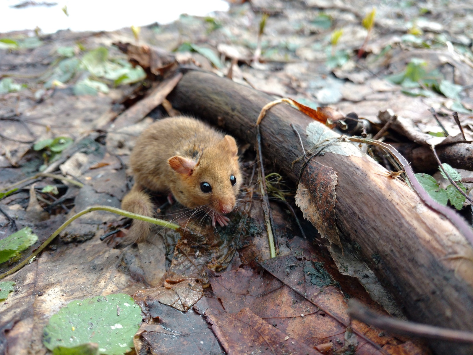 red mouse - My, Animals, Milota, Longpost