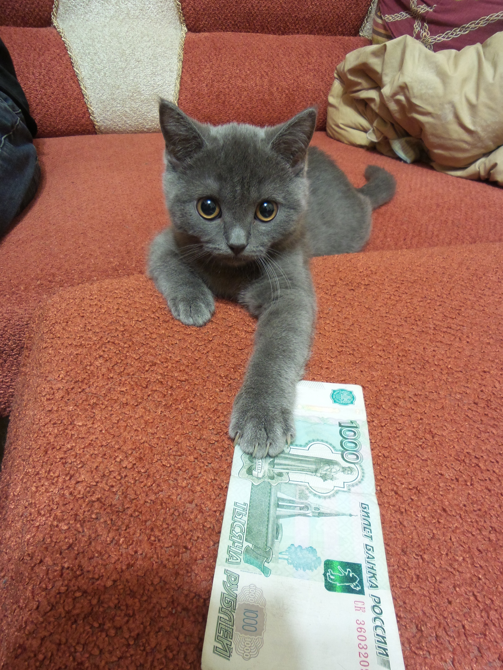 Let's agree? - My, cat, Money, British, Cider