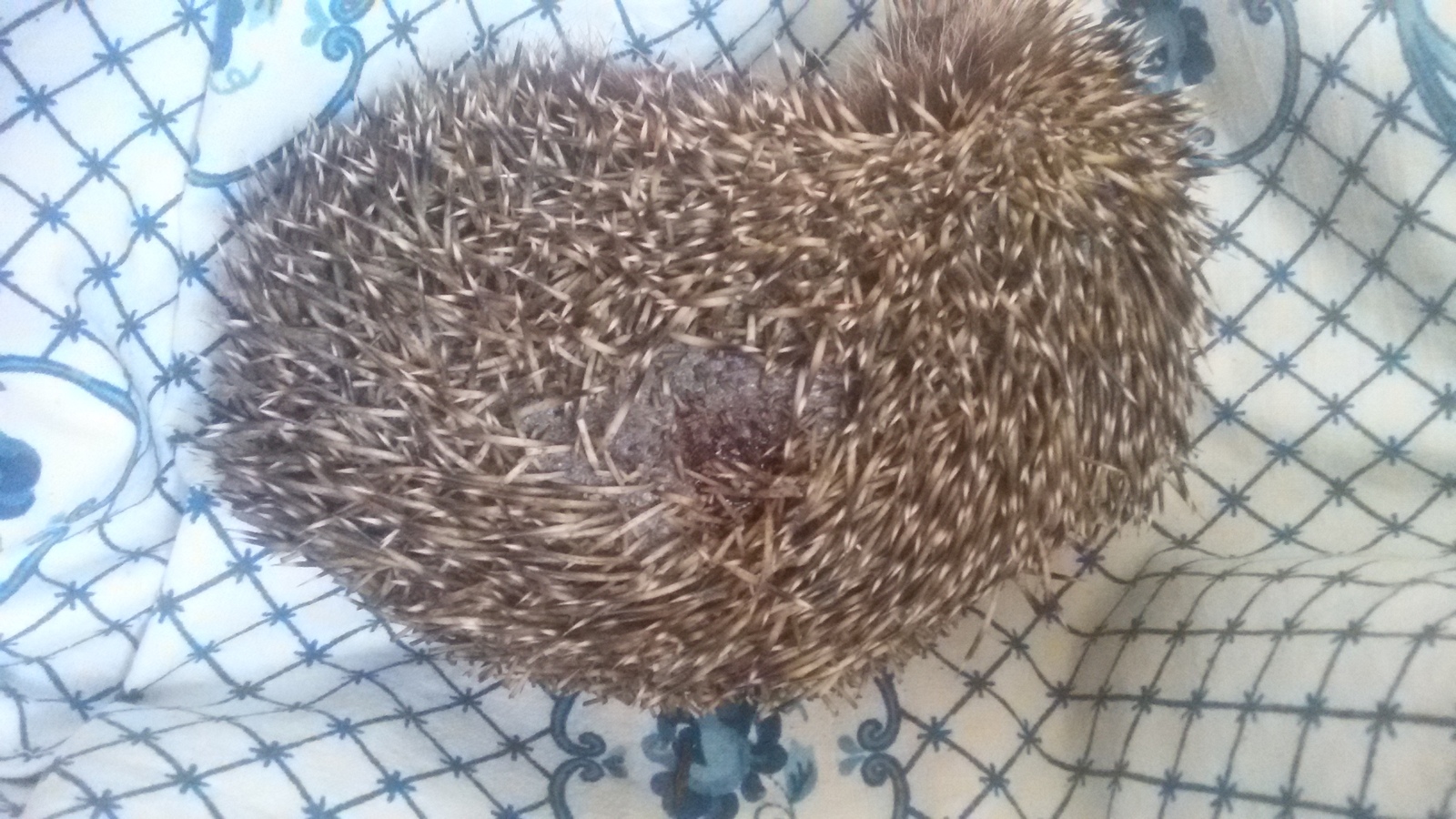 Help save the hedgehog! - My, Hedgehog, , Help, Veterinary, Longpost, Animals