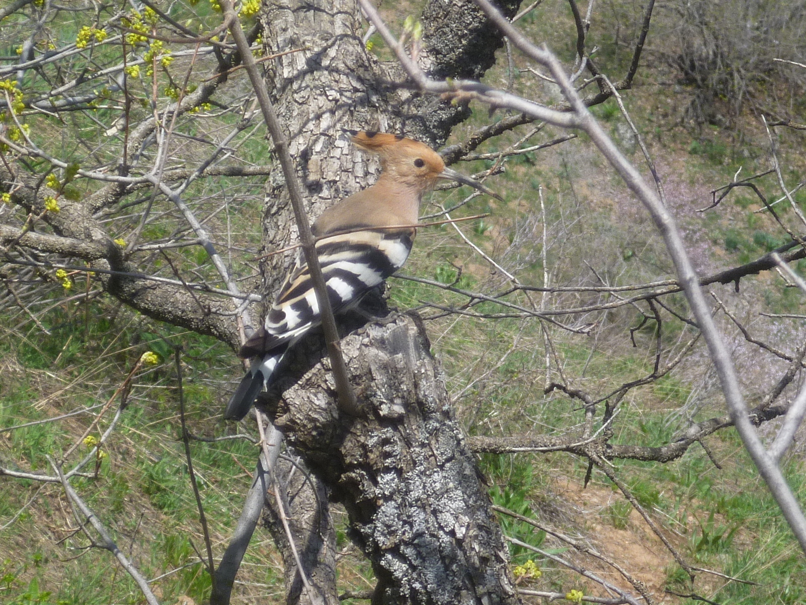 Hoopoe - My, Hoopoe, Tree, Tajikistan