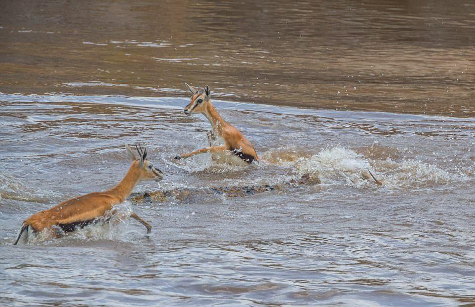 A huge crocodile bit a gazelle in half - Nature, Images, Longpost, Crocodile, Gazelle, Snack, , Crocodiles