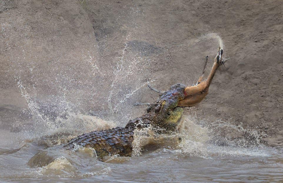 A huge crocodile bit a gazelle in half - Nature, Images, Longpost, Crocodile, Gazelle, Snack, , Crocodiles