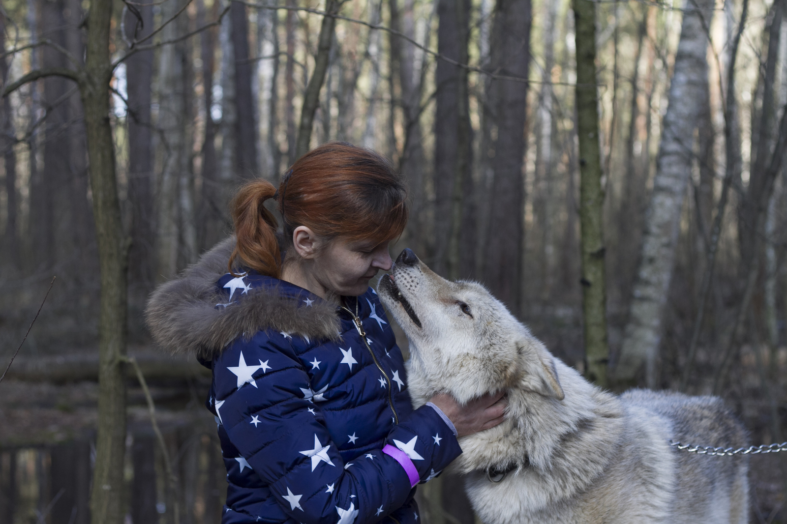 Live communication with real wolves. wolf house - My, , Longpost, , The photo, Nature, Animals