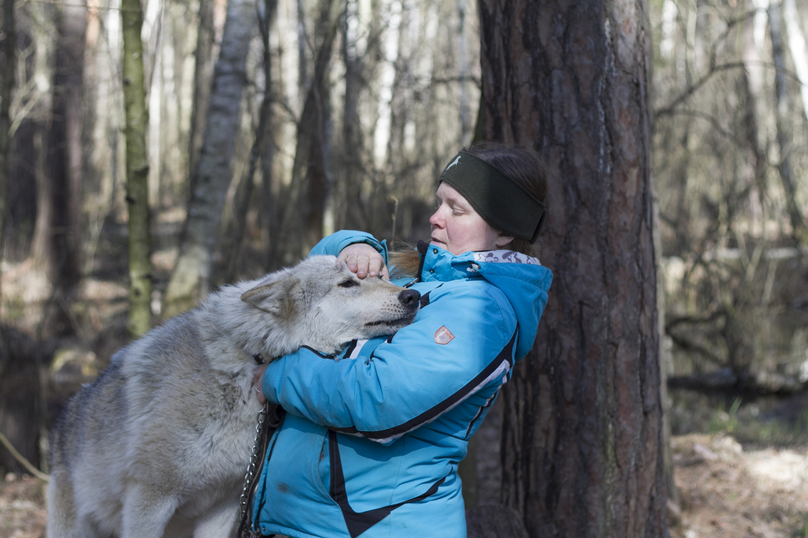 Live communication with real wolves. wolf house - My, , Longpost, , The photo, Nature, Animals