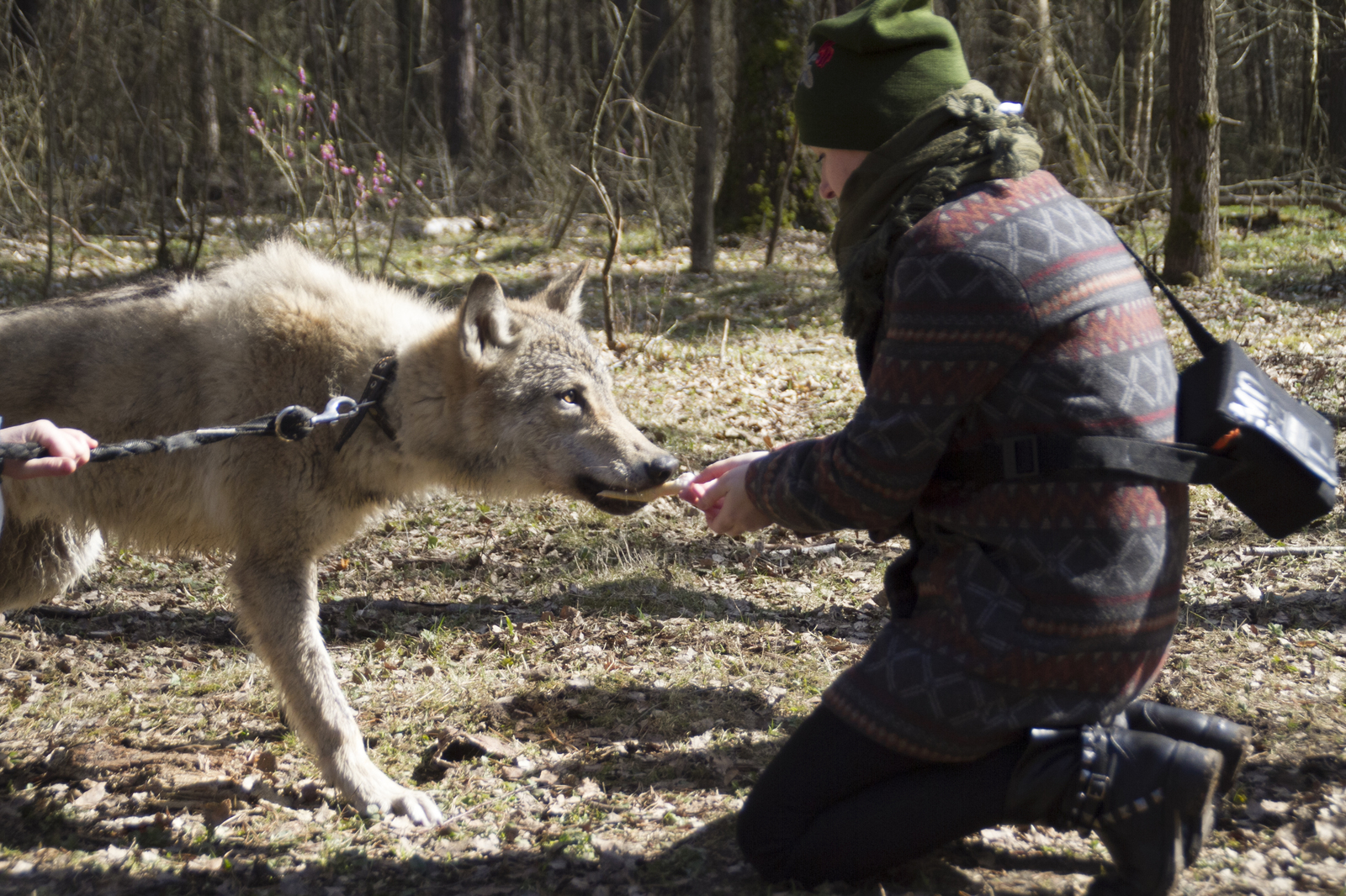 Live communication with real wolves. wolf house - My, , Longpost, , The photo, Nature, Animals