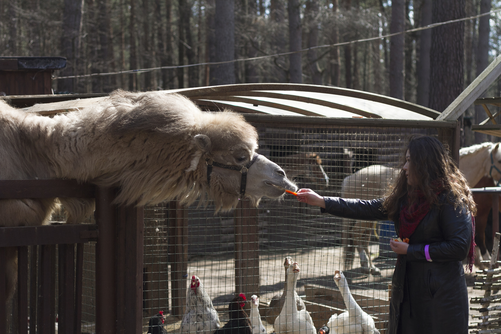 Live communication with real wolves. wolf house - My, , Longpost, , The photo, Nature, Animals