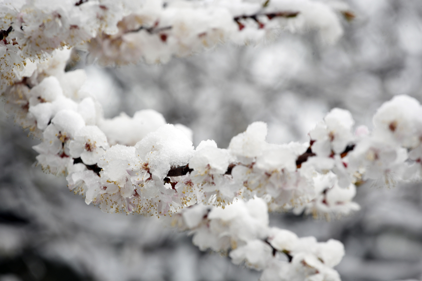 Spring and winter in one bottle. - My, The photo, Flowers, Snow, Longpost